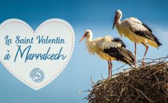 amour et Saint Valentin à Marrakech